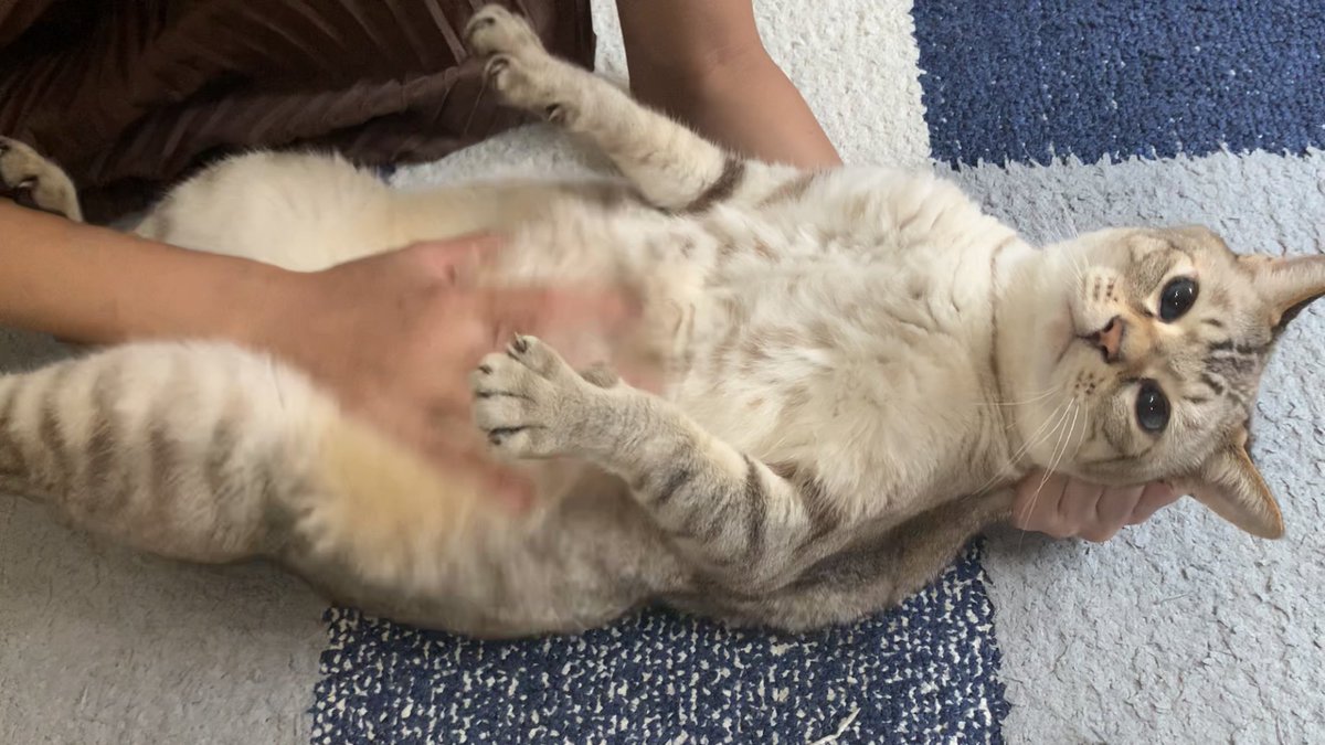 マッサージしていたら突然ブチギレました。。

youtu.be/COcwY0_Sh2A