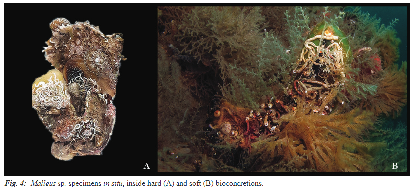MeditMarSci's tweet photo. Mediterranean spreading of the bicolor purse oyster, Isognomon bicolor, and the chicken trigger, Malleus sp., vs. the Lessepsian prejudice
MATTEO GARZIA, GIULIA FURFARO, WALTER RENDA, et al.
DOI: https://t.co/88BMqkXNJI
#alienspecies #DNAbarcoding #molecularsystematic #Isognomon https://t.co/g57NjlAdfS
