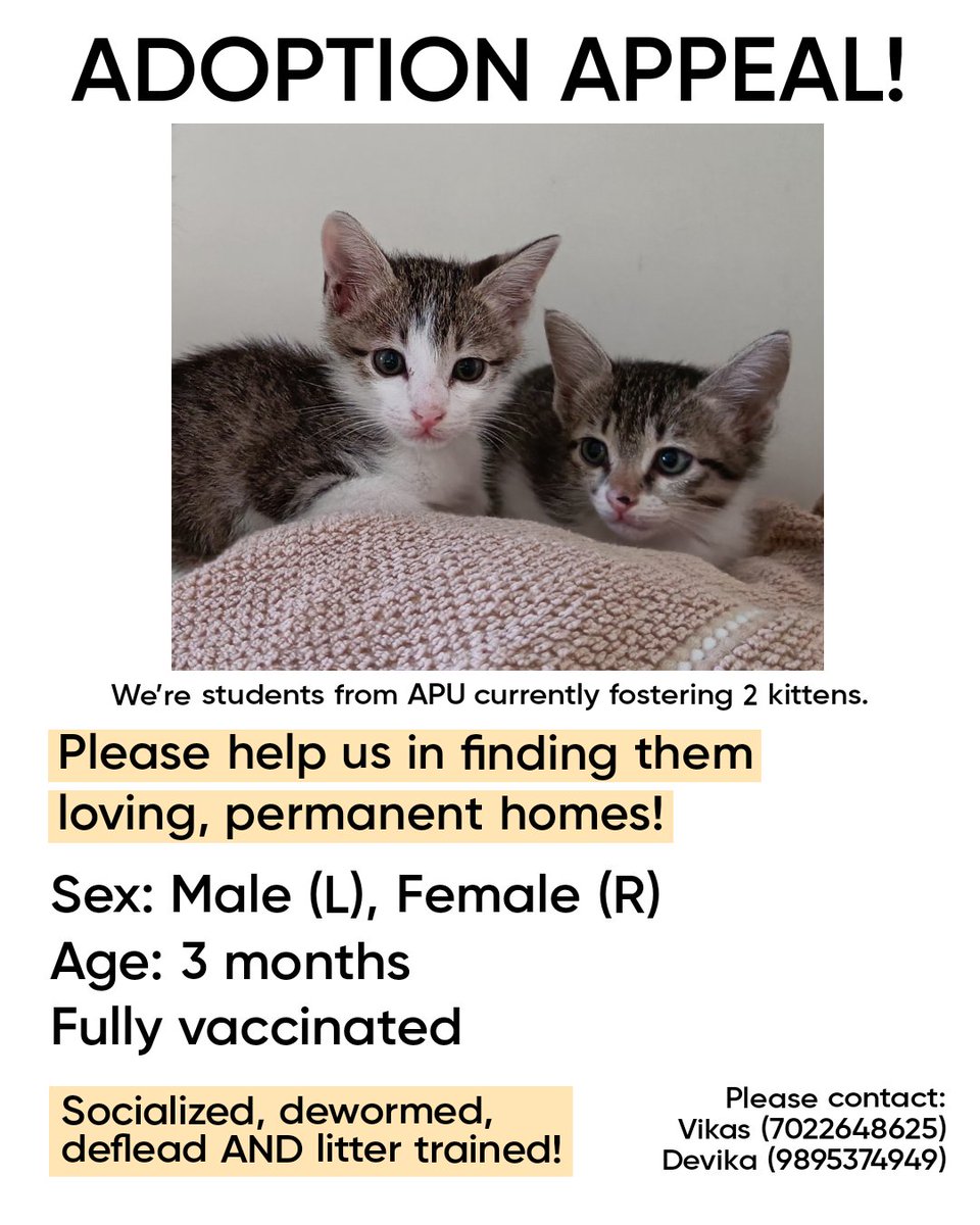 rhinestoneeyed's tweet photo. 🚨 ADOPTION APPEAL!

We are students at APU currently fostering two wonderful kittens. 

They're vaccinated, dewormed, deflead and litter trained! ✅

Please amplify and help us find them loving, permanent homes.♥️🐱

📍Location: Sarjapura (can be brought anywhere in Bangalore) https://t.co/AgbeFtPgfP