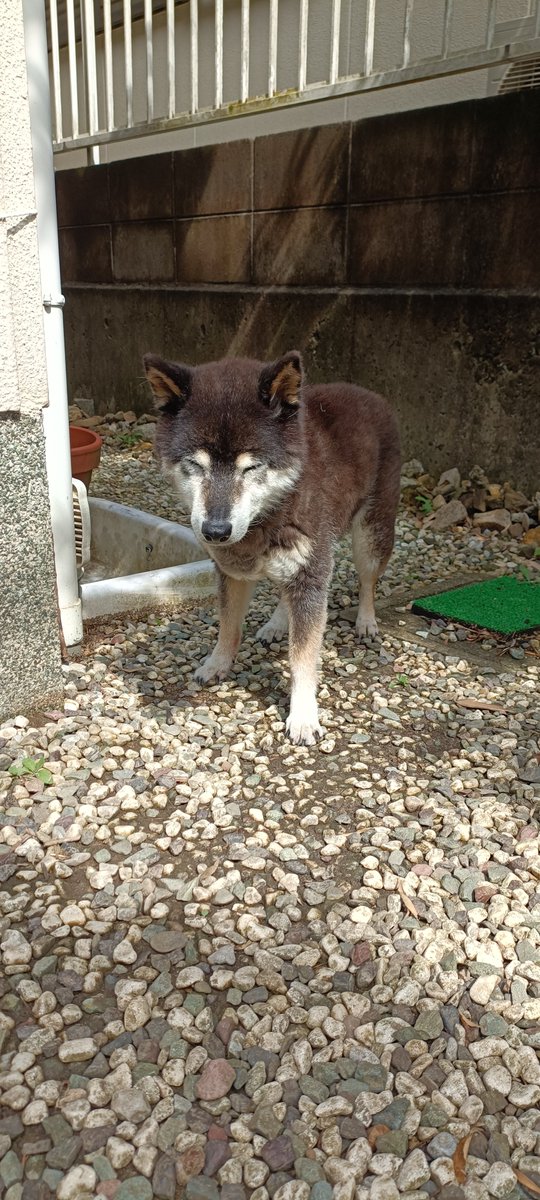 2bfP07Ag95OrEla's tweet photo. 眩しいね
#黒柴 #shiba #シニア犬 #age17 https://t.co/twA0kJQm8F