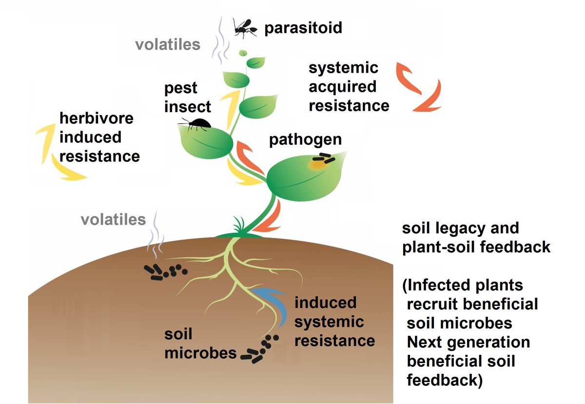 PestinfoW's tweet image. Insect-associated microbes (like symbionts, beneficials or #PlantPathogens) have many important roles and shape the interactions between #plants and #insects - Review by @SilviaCoolen and others like @CUWelte at @RIBESresearch - doi.org/10.1093/femsec…