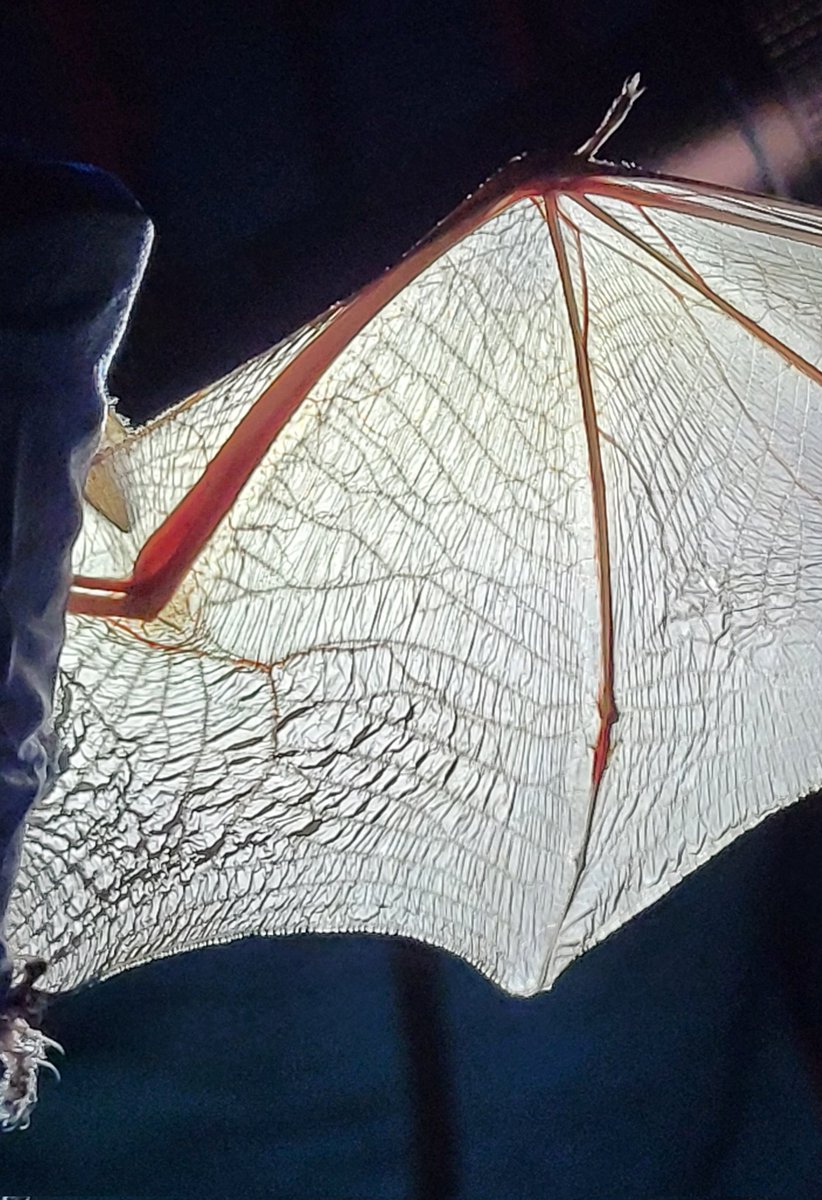 Amazing detail of a brown long-eared #bat wing (handled under licence). Essentially a modified hand with thin finger bones giving the wing strength and structure. Veins throughout the membrane help any damage to the wing heal quickly.