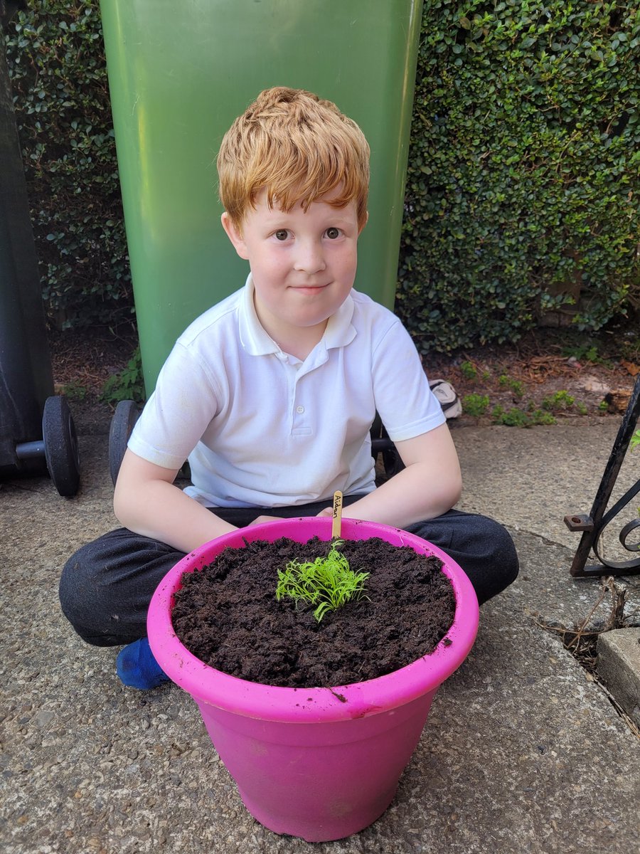 VikkiG1985's tweet photo. @CGPrimarySchool last school year Aidan started growing carrots at school, in July he repotted them at home, this week he dug them up and today our bearded dragon Spike enjoyed eating some of them https://t.co/wGlSuLGVAF