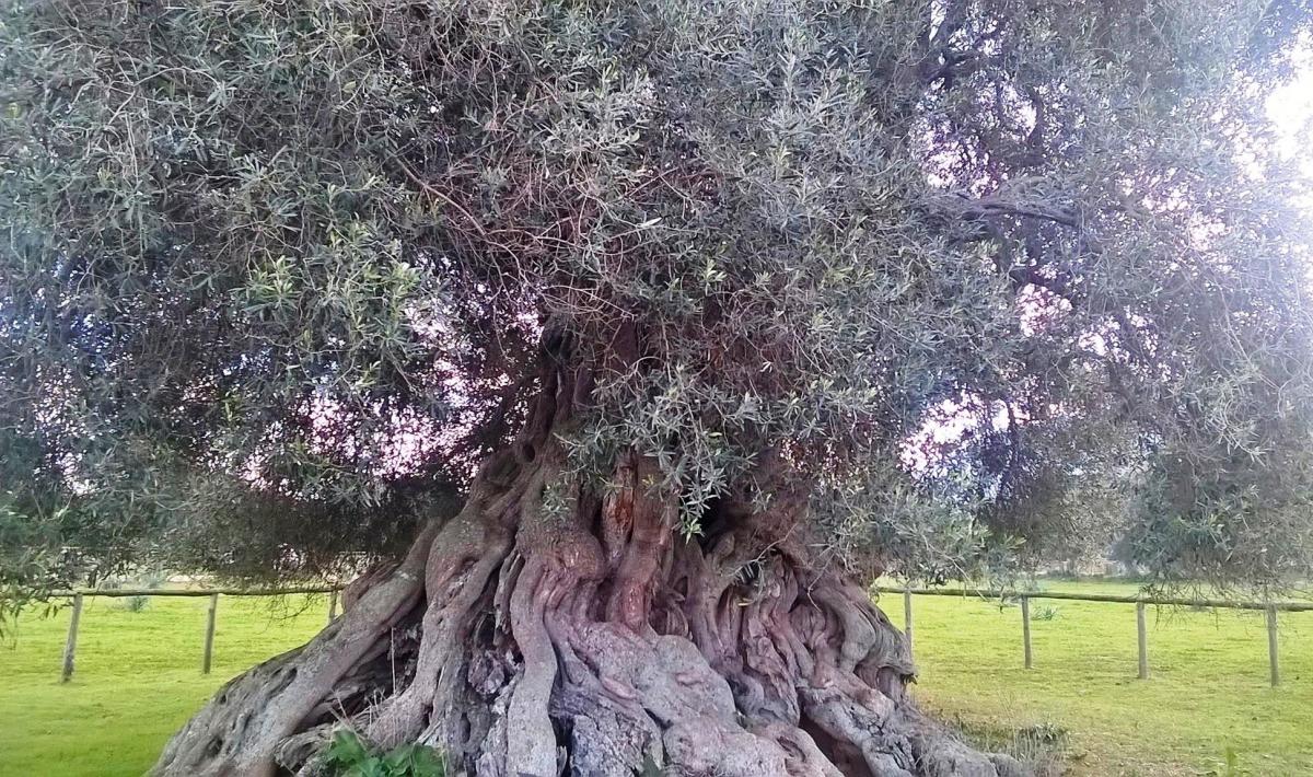 EVENTO STRAORDINARIO!!!!
#StefanoMancuso 01 ottobre ore 19:00
Fiera del Libro 2022 #LaMeraviglia <a href="/argo_nautilus/">argonautilus</a> 
presso S'Ortu Mannu di #Villamassargia, costituito da circa 700 monumentali ulivi e olivastri, tra cui, celeberrima, #SaReina