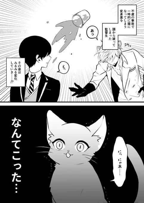 【サム監♀顔あり】 #twstプラス
猫にされちゃった🌸と偶然通りかかった🎩さんの小話 1/2 