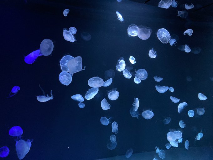 水族館のtwitterイラスト検索結果 水族館のtwitterイラスト検索結果