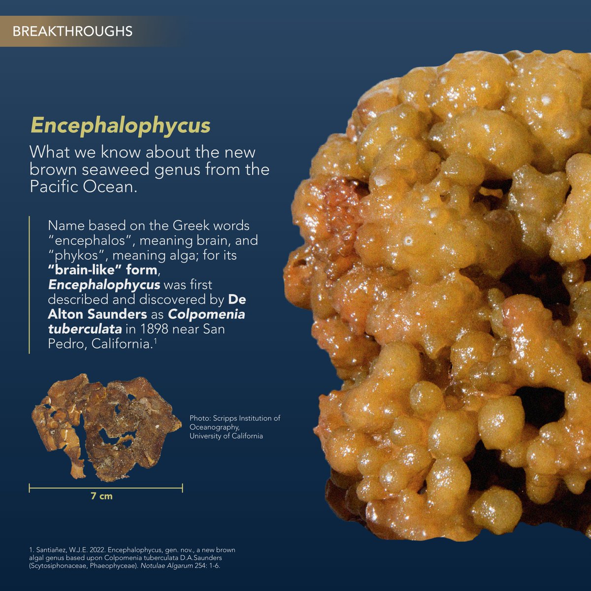 up_msi's tweet photo. The Encephalophycus is the 7th genera named by one of the youngest taxonomists in the Phils., our very own Dr. Wilfred John E. Santiañez. With this, he has set another personal record for the most number of seaweed genera named by a Filipino scientist.
https://t.co/NzYOGRhXa2 https://t.co/7Q3cJxIAdV