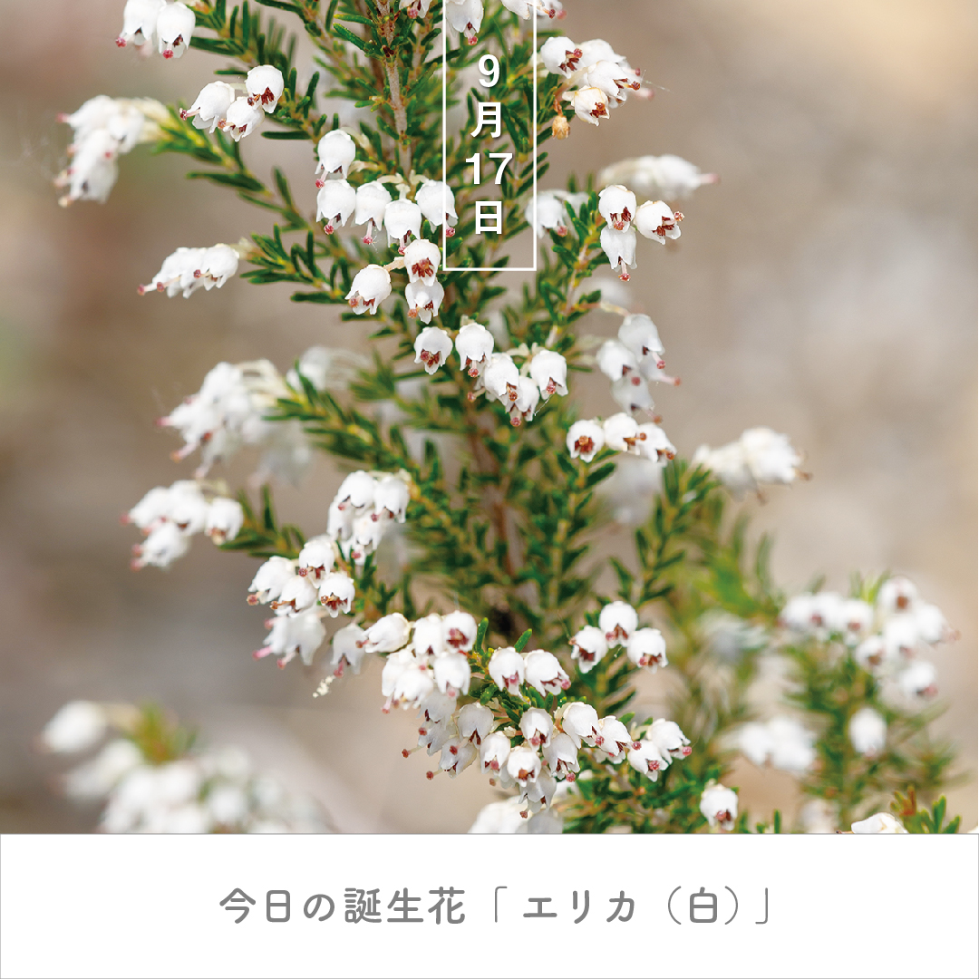 暦生活 こよみせいかつ 10周年 Auf Twitter 今日の誕生花は エリカ 白 花言葉は 幸福な愛 です 英語では 荒れ地 を意味するヒースと呼ばれます 多くの種があり 白い花を咲かせるものには スズランエリカやホワイトデライトがあります 誕生花