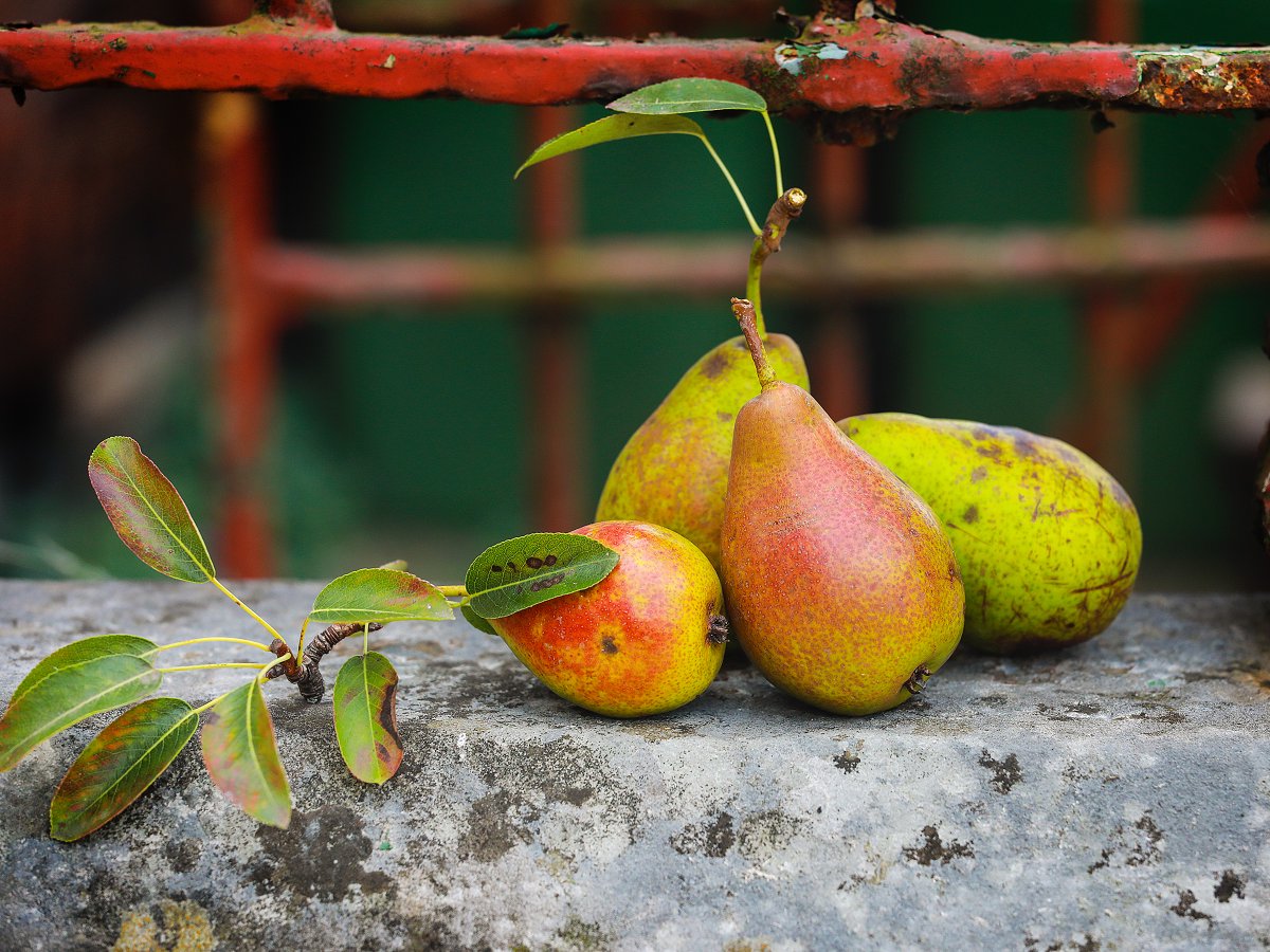 DeirdreAPower's tweet photo. Urban Harvest 'Gingsburg' pears from Newenham St. Thanks to @CliveFinlay1 & @JHOD1852 this tree to bear fruit for another 100 years. See you at the Festival of Onam to share recipes @MICASHARECARE @chelsea_canavan @creativeirl #decarbonisingtogether @CILLimerick #groundsforchange https://t.co/HyySZxk9BO