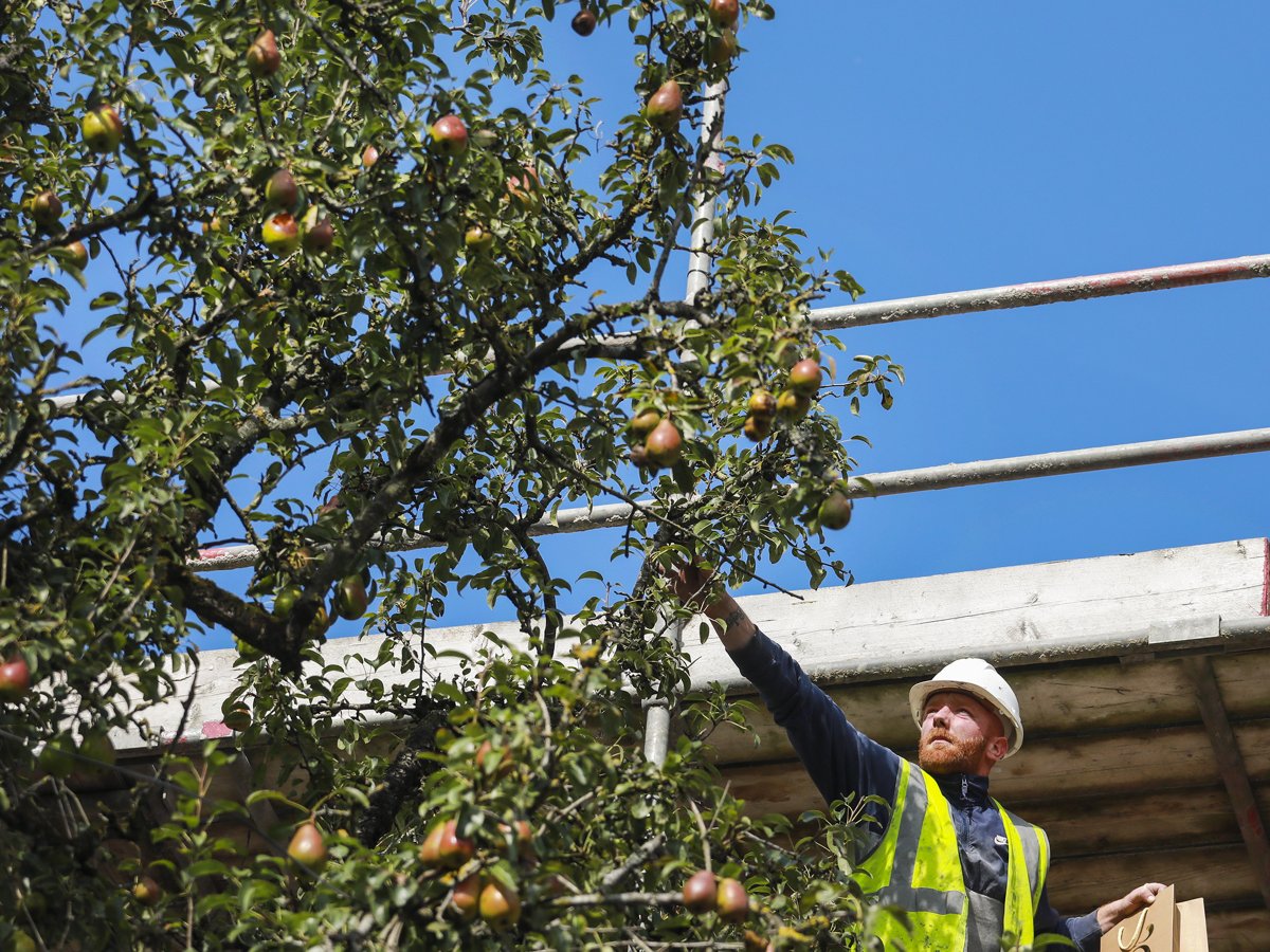 DeirdreAPower's tweet photo. Urban Harvest 'Gingsburg' pears from Newenham St. Thanks to @CliveFinlay1 & @JHOD1852 this tree to bear fruit for another 100 years. See you at the Festival of Onam to share recipes @MICASHARECARE @chelsea_canavan @creativeirl #decarbonisingtogether @CILLimerick #groundsforchange https://t.co/HyySZxk9BO