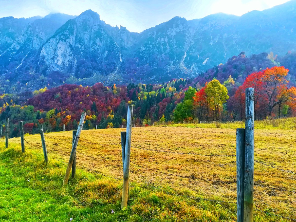 FloraGreenFauna's tweet photo. Fall is Proof that Change is Beautiful🍂♊️
#recoaro #autumn #autunoarecoaro #naturaitaliana #autumncolors #colorsofnature https://t.co/RfPZbJW3Ao