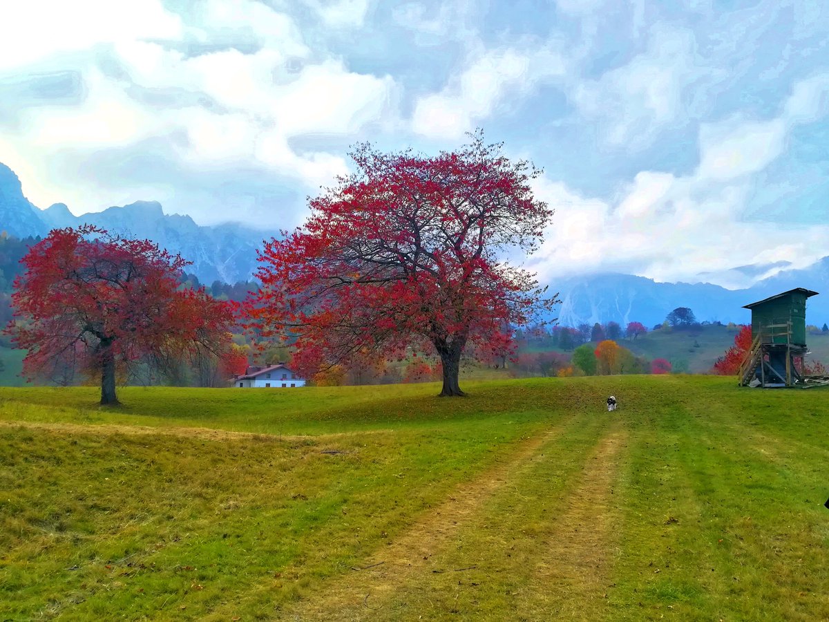 FloraGreenFauna's tweet photo. Fall is Proof that Change is Beautiful🍂♊️
#recoaro #autumn #autunoarecoaro #naturaitaliana #autumncolors #colorsofnature https://t.co/RfPZbJW3Ao