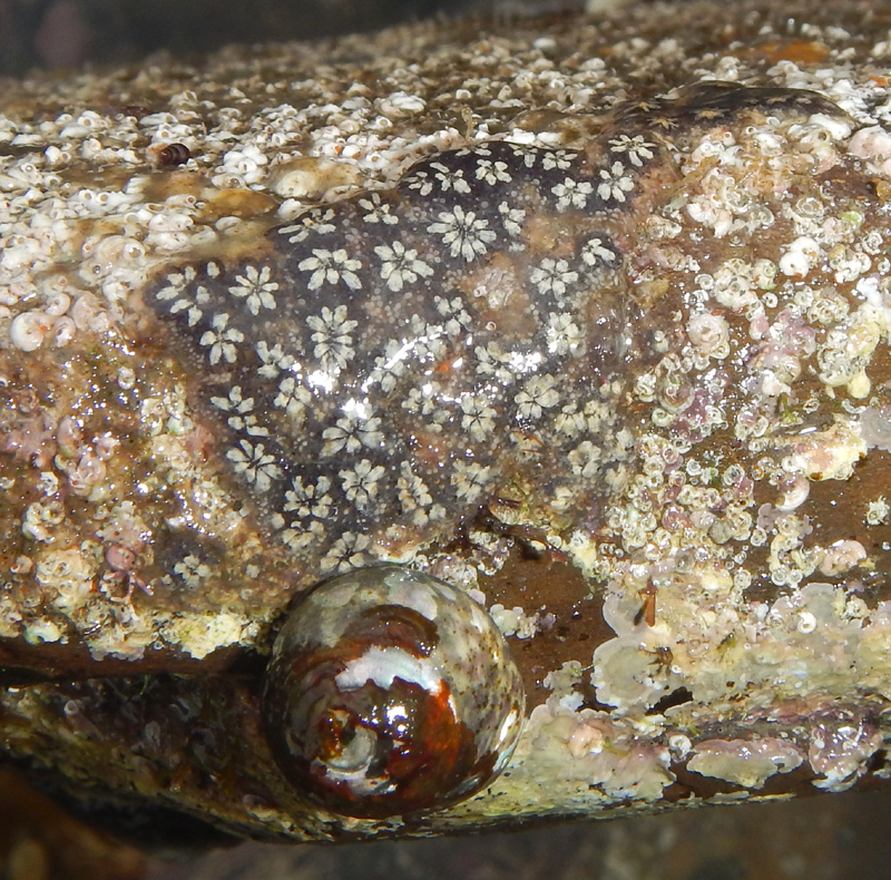 A small colony of the Star Ascidian (Botryllus schlosseri) from the underside of a rock at Kimmeridge Bay. @naturetrektours @NatPhotoLtd #Twitterwildlifecommunity #Twitterwildlifephotography