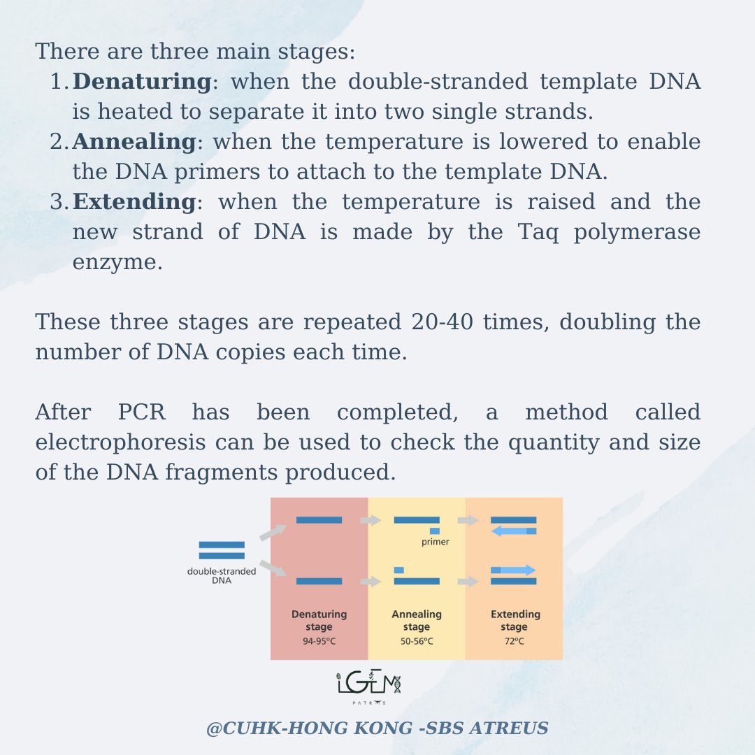 igem_patras's tweet photo. 🔍 We will introduce you to the Polymerase Chain Reaction (PCR)!
To know more about different techniques in synthetic biology,  remember to visit #SynBioOtd!
The activity is co-hosted by iGEM CityU and iGEM CUHK-Hong Kong-SBS!

#igempatras2022 https://t.co/5vmVpGHgZ9