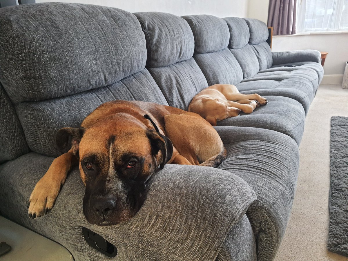 InspKewley's tweet photo. Its been a busy morning but they are finally resting!! #DogsofTwittter #puppy #notonthesofa https://t.co/VX8VqVZ0Jt