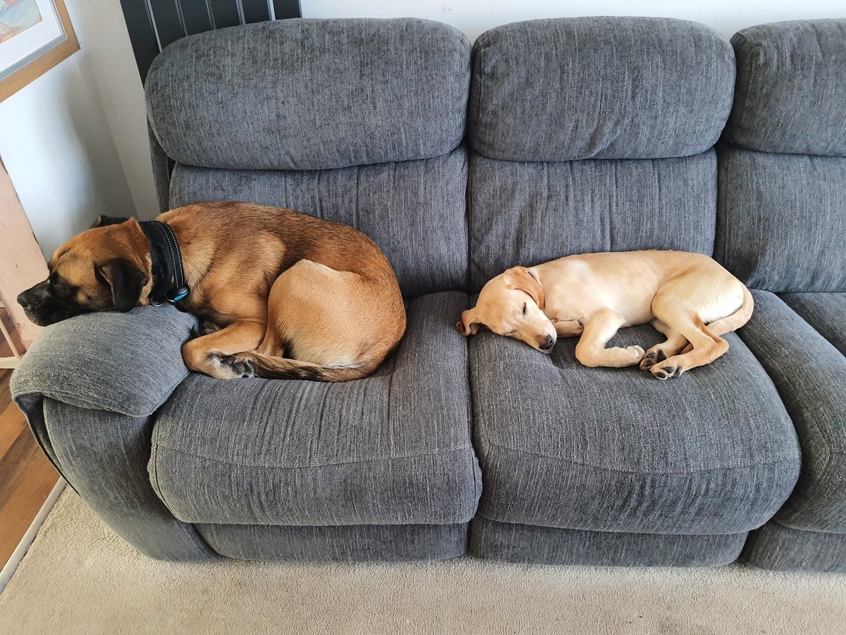 InspKewley's tweet photo. Its been a busy morning but they are finally resting!! #DogsofTwittter #puppy #notonthesofa https://t.co/VX8VqVZ0Jt