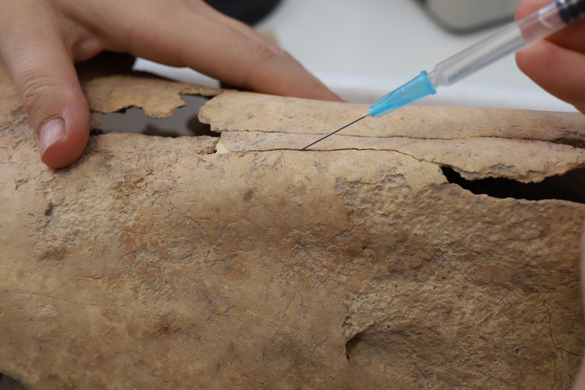 GVArestaura's tweet photo. La C y R del Patrimonio Cultural abarca un amplio espectro de disciplinas, quizá la intervención sobre restos óseos no sea tan conocida, pero no por ello menos interesante. Restauración del équido 2 procedente de la fosa del yacimiento romano de Casas del Campo (Villena).🏛 https://t.co/cwhuV2Ojlc