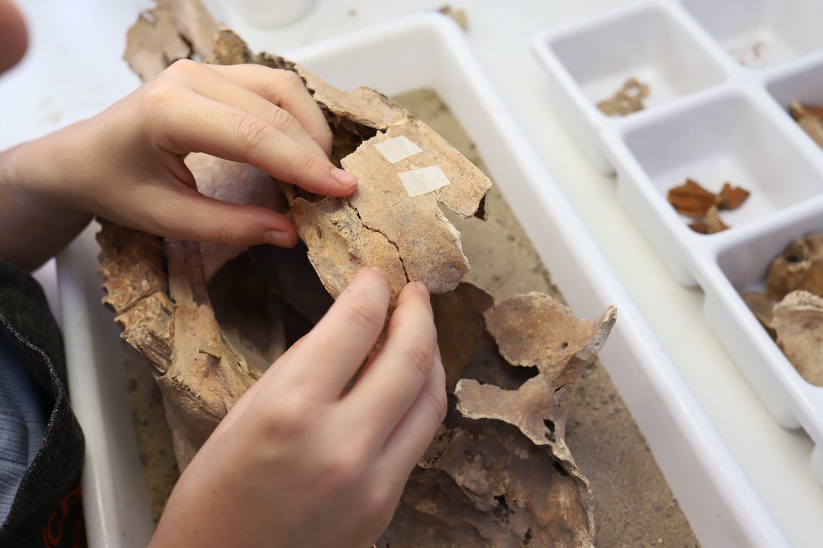 La C y R del Patrimonio Cultural abarca un amplio espectro de disciplinas, quizá la intervención sobre restos óseos no sea tan conocida, pero no por ello menos interesante. Restauración del équido 2 procedente de la fosa del yacimiento romano de Casas del Campo (Villena).🏛
