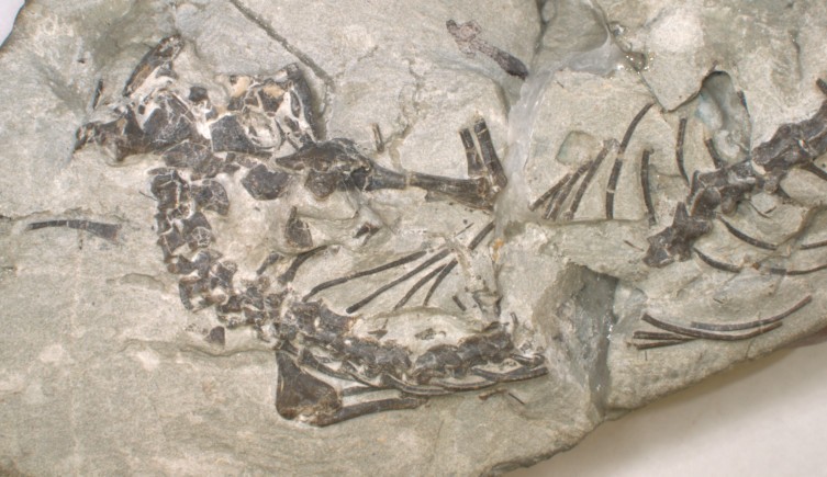 MarcEHJones's tweet photo. For #FossilFriday here's the newly described rhynchocephalian (#tuatara relative) #Opisthiamimus from the Jurassic of Wyoming, USA. Many thanks to @JCsotonyi (https://t.co/5Vx8iZS2bo) for the magnificent restoration. DeMar et al. 2022 @JournalSystPal:  
https://t.co/0BHIPzURpr | https://t.co/gHF5yoZzKZ