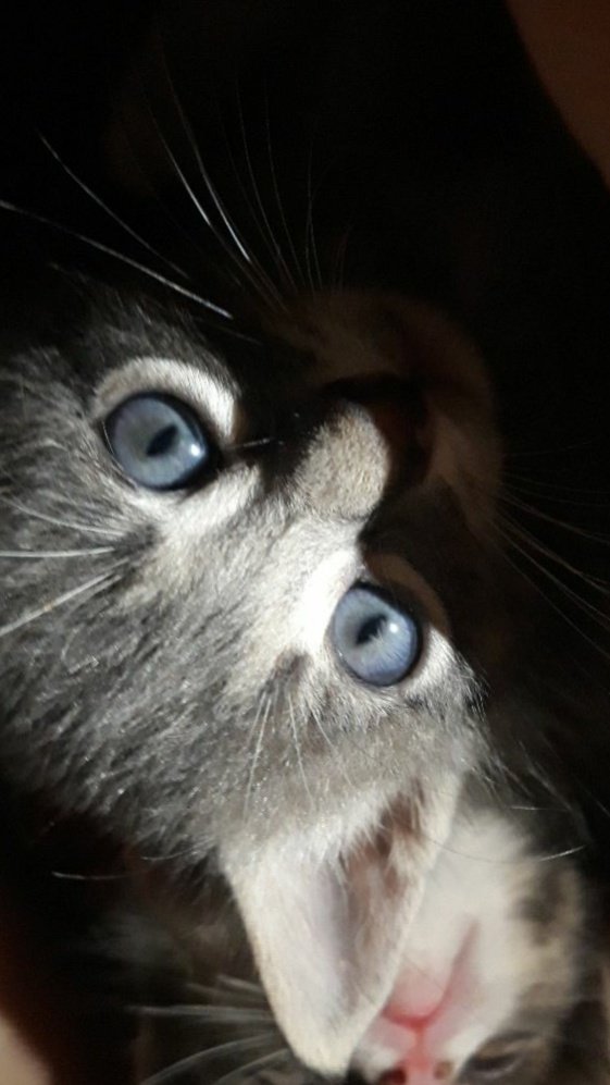 mely_tweets's tweet photo. 🐱🐱 https://t.co/bbZ454n2mo