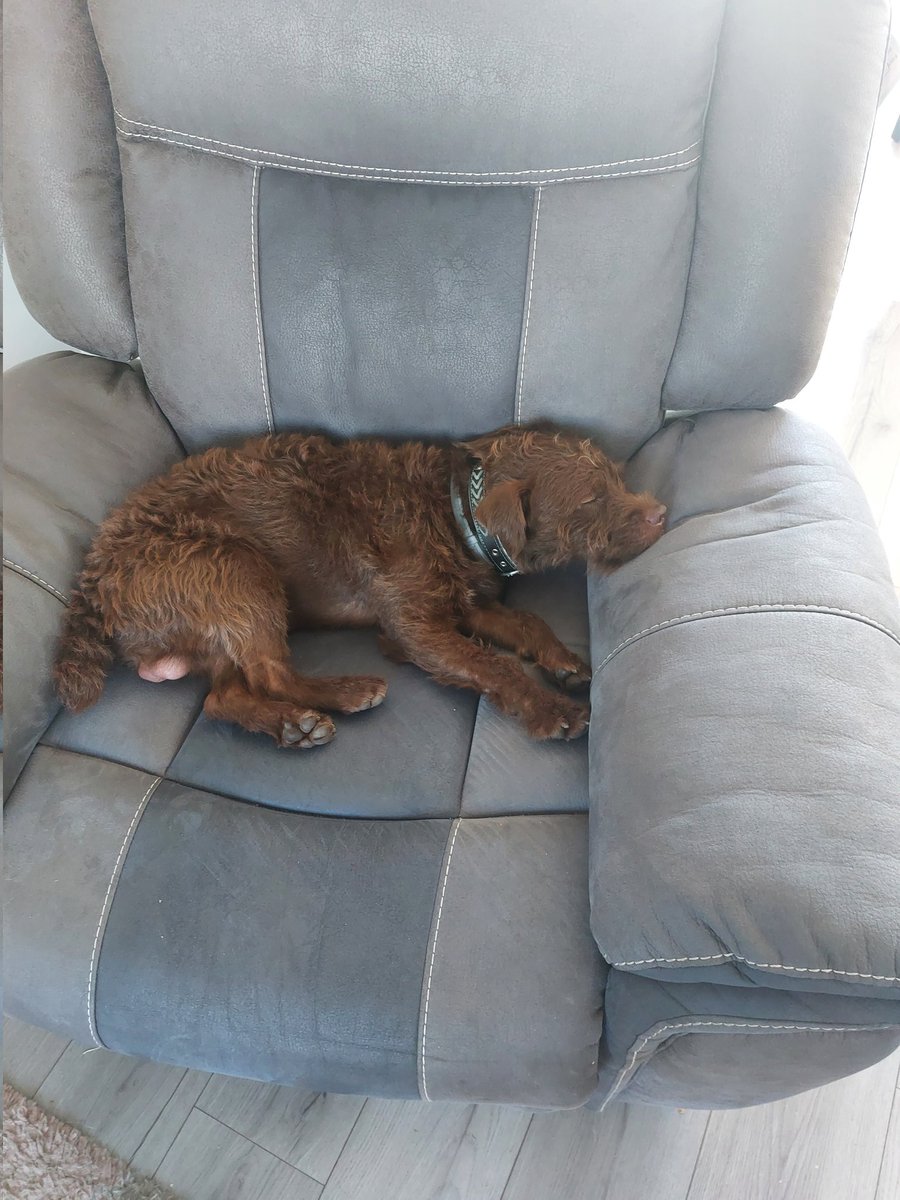 Patterdale Terriers tweet media