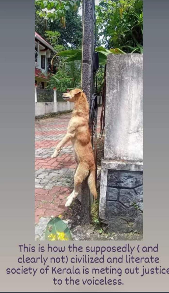 AnjaliK11338081's tweet photo. This type of cruelty towards voiceless animals by these MC Mallus & their Communist Government is unacceptable.
These MCs Claim to be most "developed & Civilized state" my d!ck.
Highest Literally rate in Mud.
1/3
#KeralaDogs #SaveKeralaDogs #Kerala https://t.co/LE5wuGciw7
