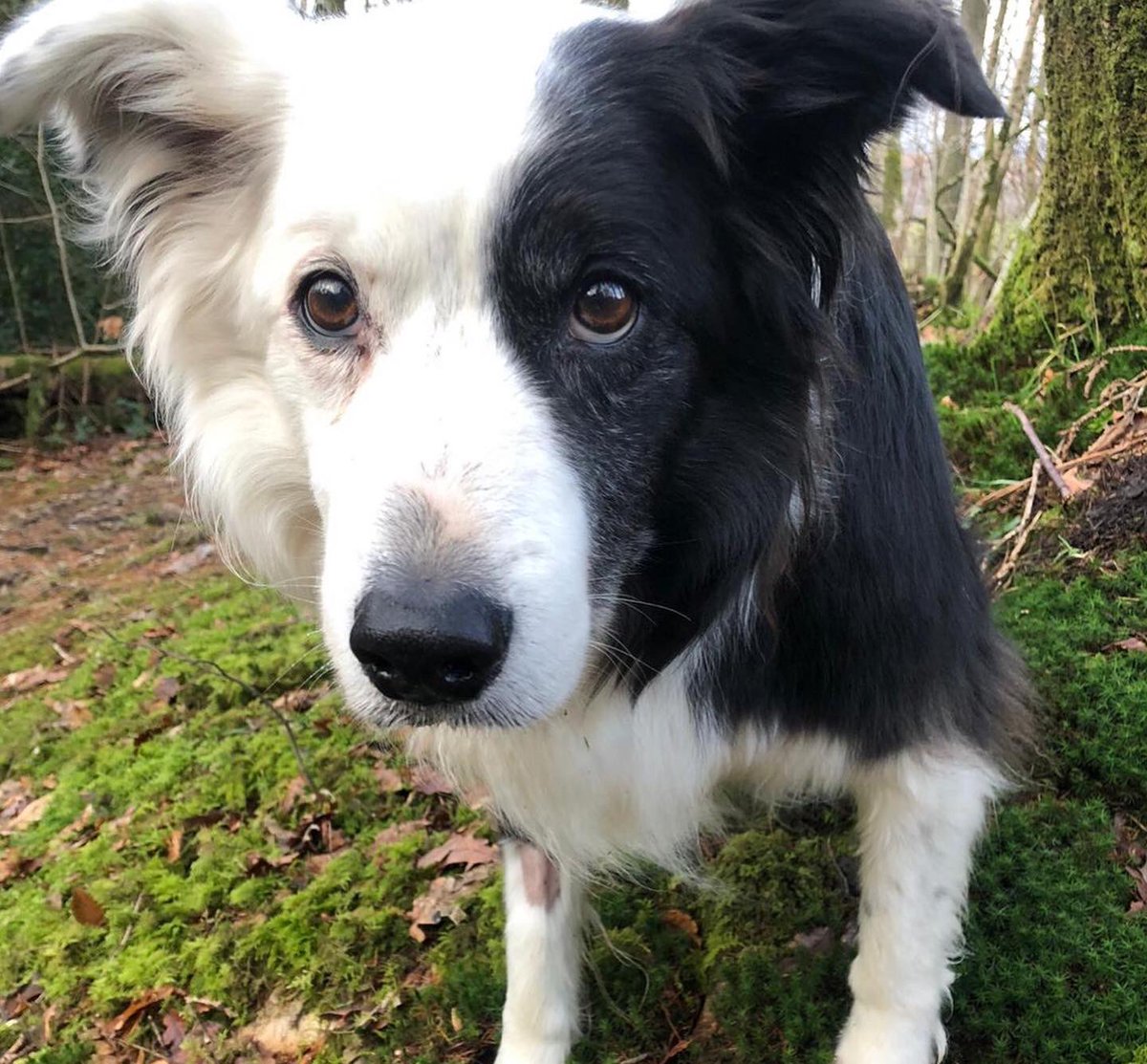 zakthecolliedog's tweet photo. ‘Beautiful’ ‘Superstars’ Helen &amp; Paul in their Zak Tees supporting @BCTGB &amp; #lakessearchdogs AND showing love to the Queen with a @Joslittlepeople Jubilee Figurine 💕(Swipe to see the main man Zak himself) <3 Shop Zak here https://t.co/PBzHGjh3Xy #zakthecolliedog #ethicalfashion https://t.co/ESe7fQD8rb
