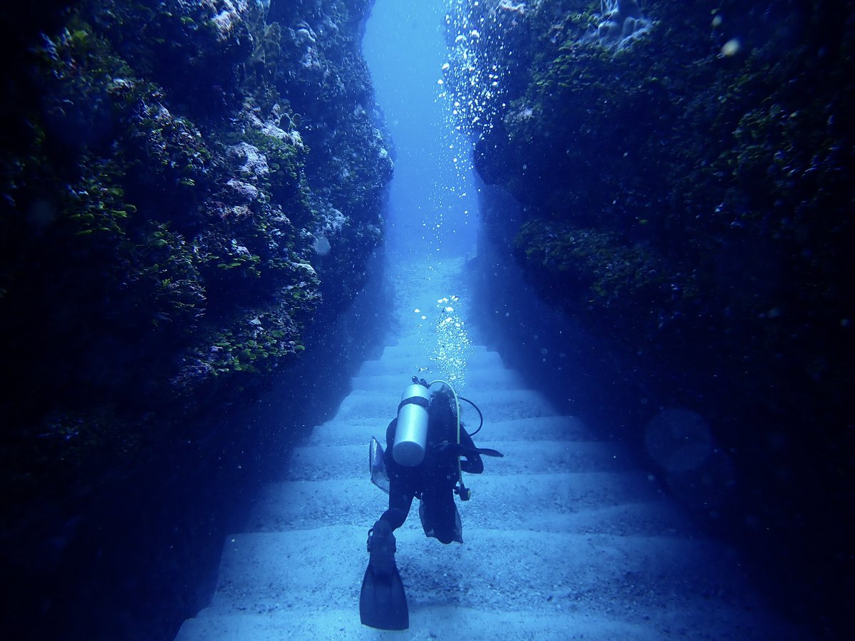 MacHeagy's tweet photo. Good conditions allowed us to collect from one of the most undivable dive sites on the northeast side of Rota, ROT_01. I call it the supermarket site. Multiple “aisles” with walls covered in great algae! #SchilsPhycologyLab https://t.co/G4Y5iV4BgQ