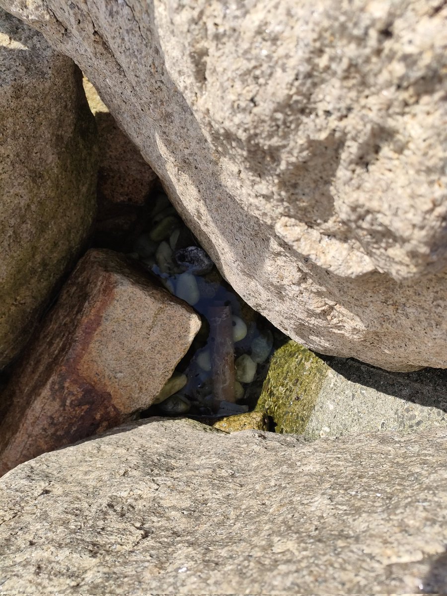 「岩の隙間になんか落ちてた……巻物? 」|しめりけ番長のイラスト