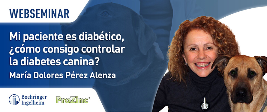 AsisFormacion's tweet photo. 📢 ¡Última oportunidad! | Nuevo #WebSeminar gratuito: "Mi paciente es diabético, ¿cómo consigo controlar la #diabetescanina?" 🐶📆 21 de septiembre de 2022, 14:30 h.
➡️ Inscripción gratuita: https://t.co/zJ0k0ToNAd https://t.co/bWk0hRwDq7