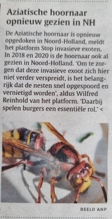 TwiePie's tweet photo. Beetje jammer dat het @ndnl een foto van de Europese #hoornaar plaatst bij een artikel over de Aziatische hoornaar. @wespenvriend https://t.co/I80srAaMlB