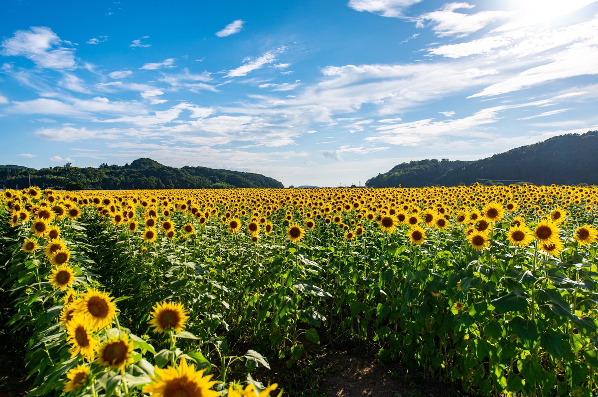 CharPhotograph's tweet photo. 今年のひまわり畑🌻 https://t.co/T0wzaPfHKK
