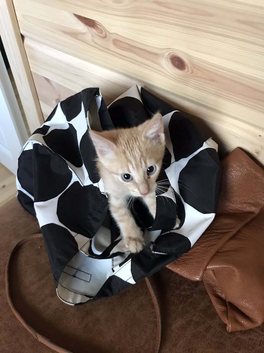 Viikonloppu lähestyy. Tällä viikolla on totuteltu yhteiseloon tämän otuksen kanssa. Arkeen on tullut uusia ulottuvuuksia ja elämän ääniä mm. hyvinvointialueen Teams-kokouksiin. Hyvää viikonloppua!