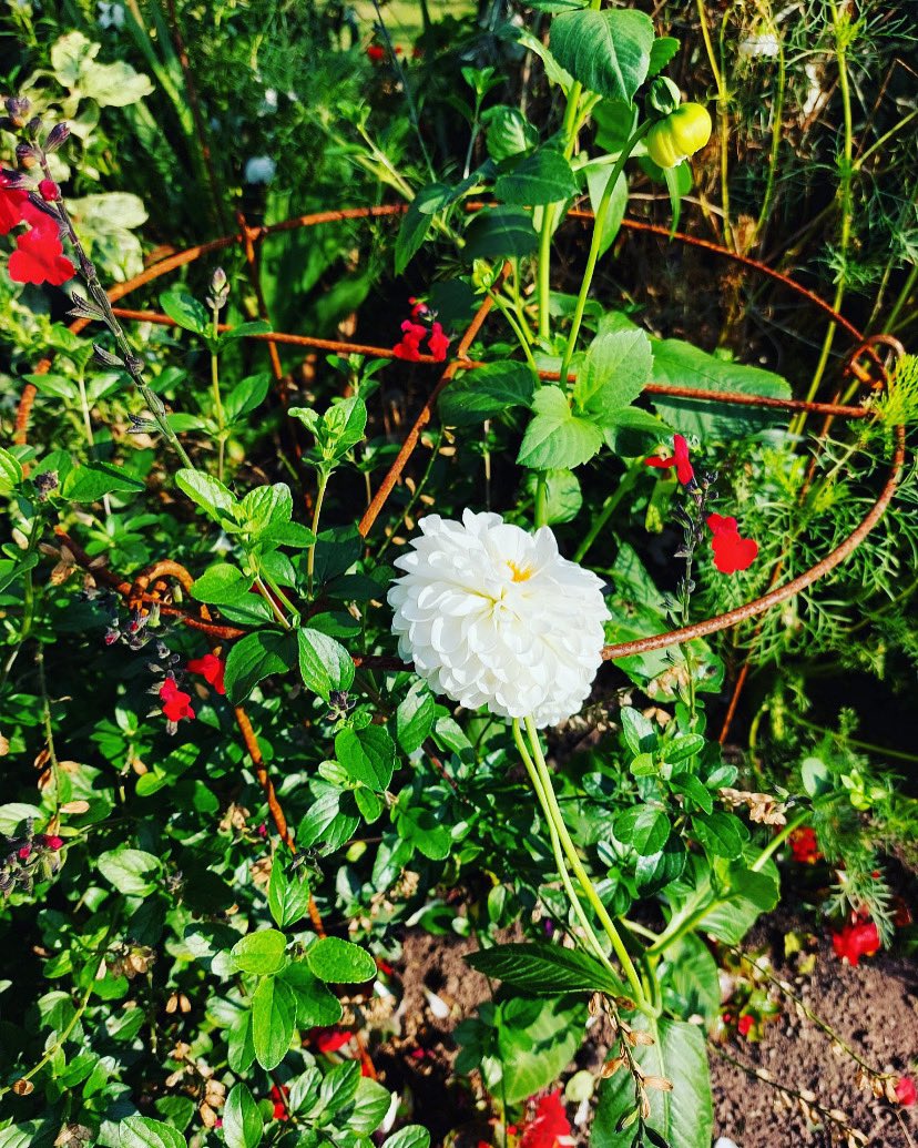 Grow Through Supports. We make these in varying sizes so that you can choose which size best suits your plants and shrubs. plantsupports.co.uk #plantsupports #garden #gardendesign #GardeningTwitter