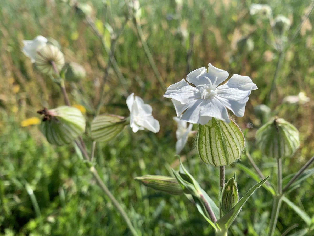 Funkelschoen's tweet image. #Flowers #Feldweg #Naturephotography #nature #Natur
