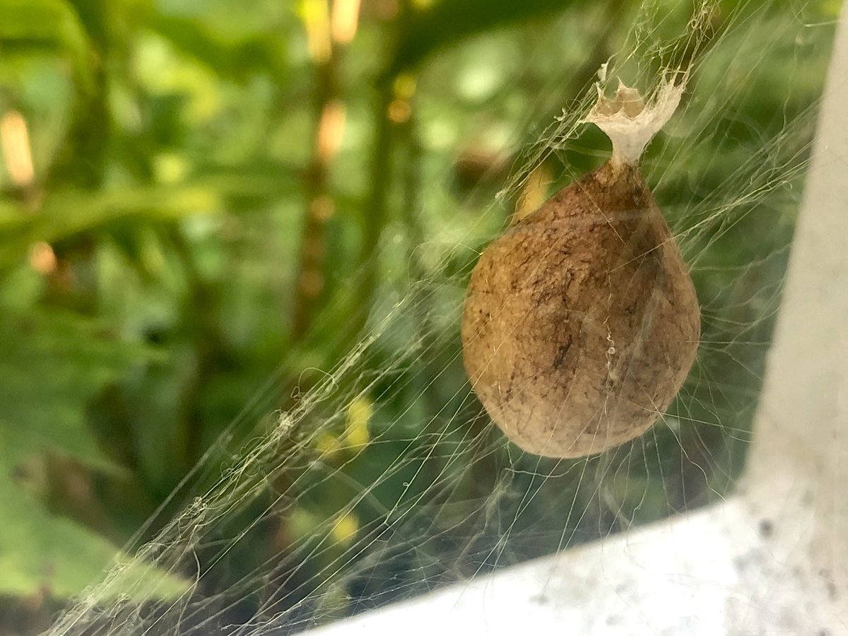 Does anyone know what this is ???

This is on the outside of my living room window ??????