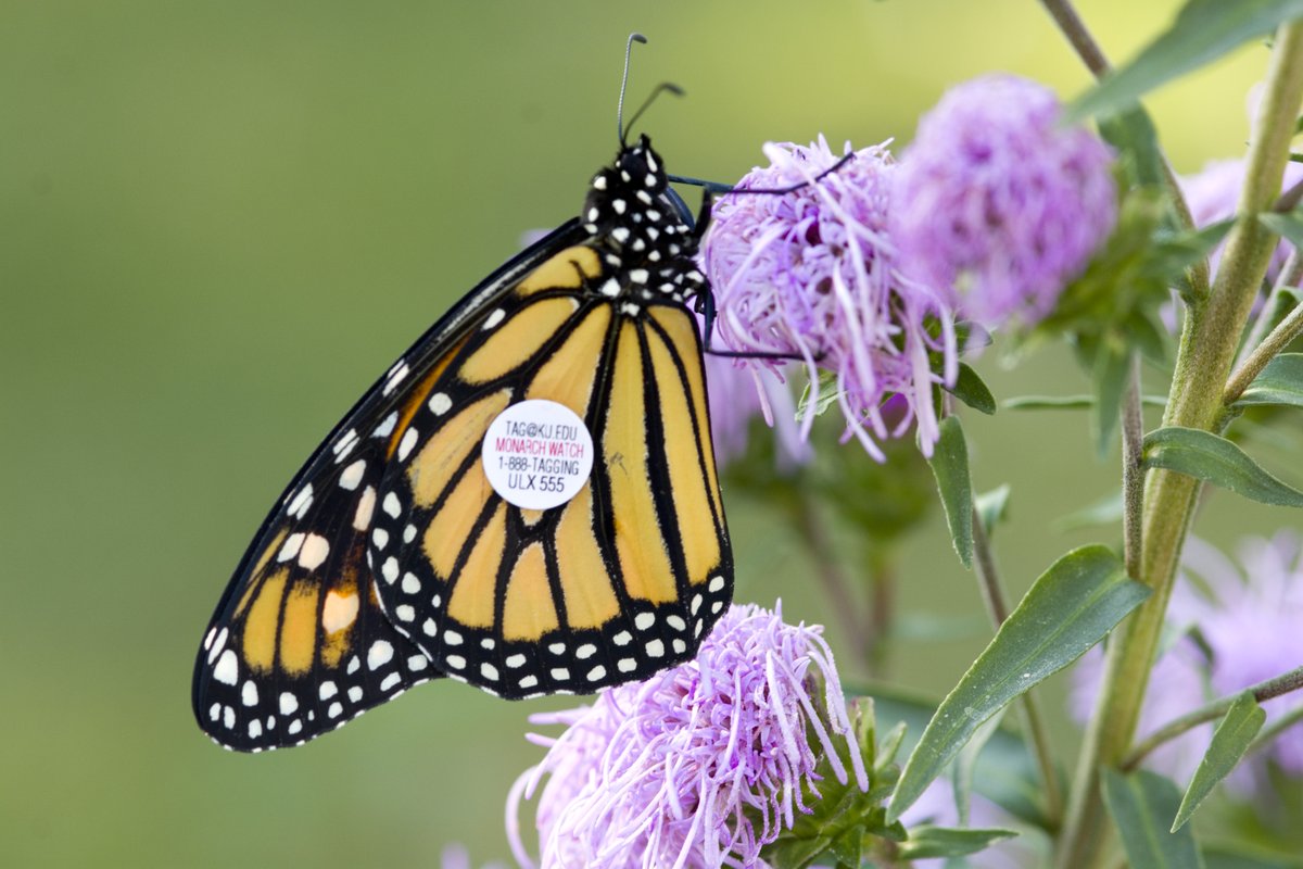 📣Plan It Native's last day and it's going to be awesome! 🦋 Hear about funding projects, green roofs, supporting keystones and closing Keynote Nina-Marie Lister's session "Challenging Lawn Order." 🫶Join us! Sessions recorded and available for a year! 🌼 planitnative.org