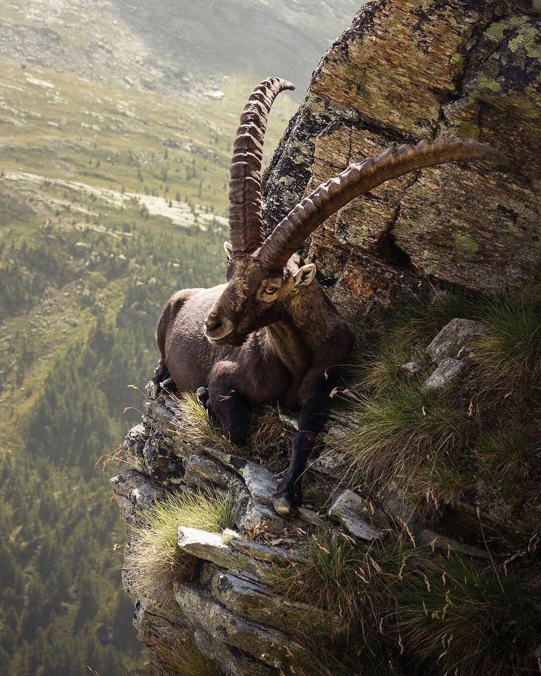 Anthony Sider on Twitter: "An alpine ibex goat relaxing on the edge of