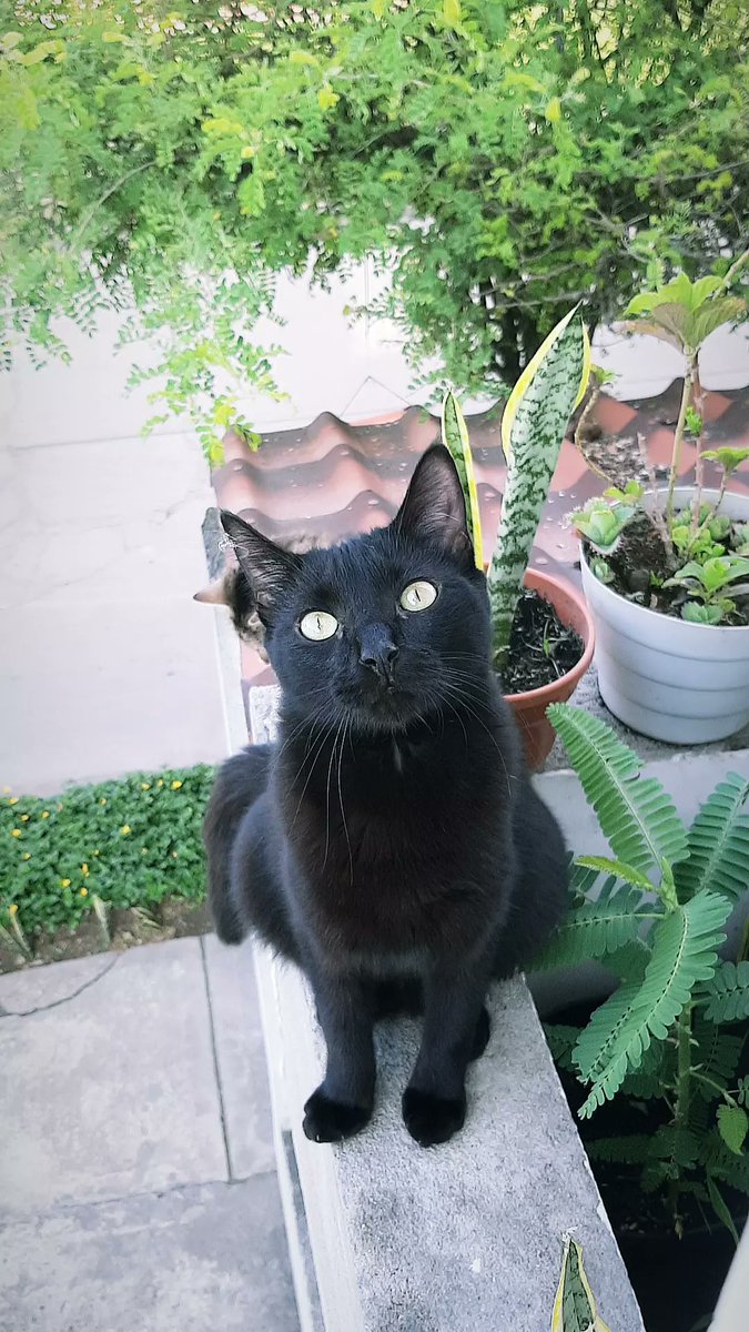Mi morocho