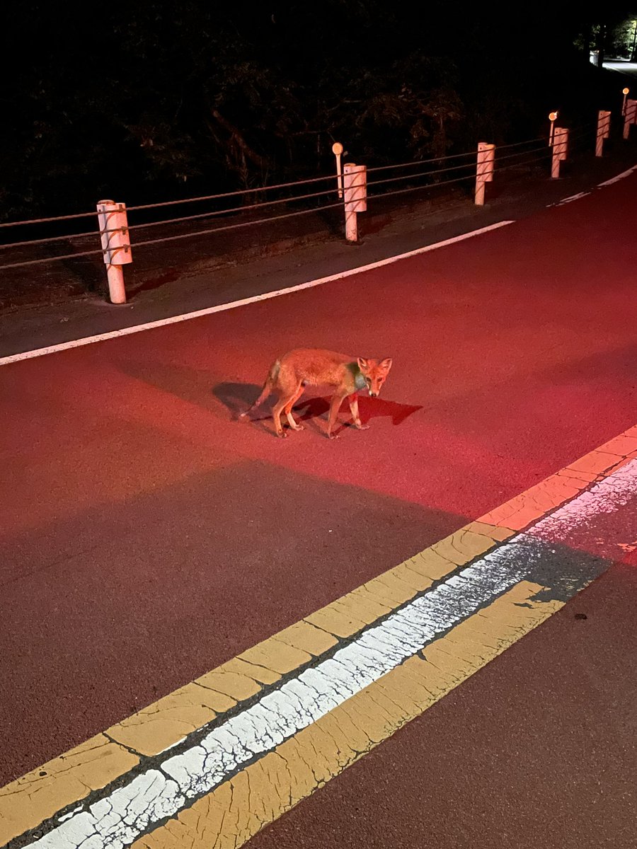 raruerumick's tweet photo. 東京にキツネ
何キツネ？

＃キツネ
#野生 https://t.co/Ozp4QJGDdL