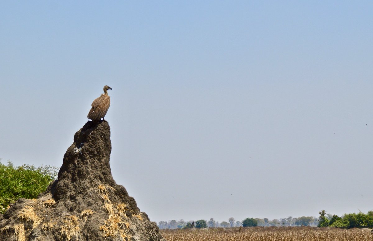 Lilongwe Wildlife Trust (@malawiwildlife) on Twitter photo We’ve recorded 4 species of Critically Endangered vultures in Liwonde National Park after an absence of 20+ years. Their comeback is credited to the reintroduction of cheetahs & lions + the carcasses they leave behind
Read the full article on <a href="/mongabay/">Mongabay</a> ➡️ news.mongabay.com/2022/07/cheeta… We’ve recorded 4 species of Critically Endangered vultures in Liwonde National Park after an absence of 20+ years. Their comeback is credited to the reintroduction of cheetahs & lions + the carcasses they leave behind
Read the full article on <a href="/mongabay/">Mongabay</a> ➡️ news.mongabay.com/2022/07/cheeta…