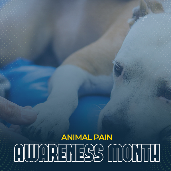 PetCareClub's tweet photo. Animals suffer from pain just like humans do.🐶
Let's make a commitment to spread the word about Animal Pain Awareness Month.🐱
Share this article to pet parents :
https://t.co/cdi9csHlGa
#animalpainawarenessmonth #petcare #usapets #petparent #petcareclub #dogsoftwitter #cats https://t.co/Rlb4f49ztK