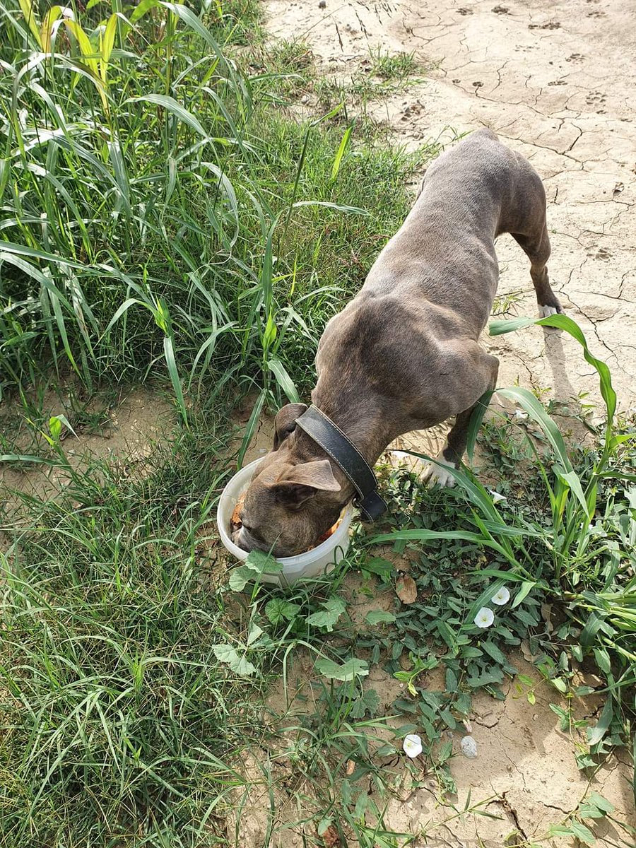 Clearly abandoned and unwanted, with a collar but no chip, we have fed her, as we feed strays every day, and taken her into our care. Every life matters.