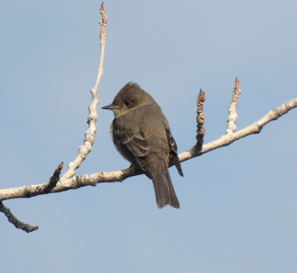 BRotness's tweet photo. The Western Wood Peewee, an understated beauty❣
#birds #birding #nature
#BirdsSeenIn2022 
#TwitterNatureCommunity #birdwatching https://t.co/zkhun09MyO