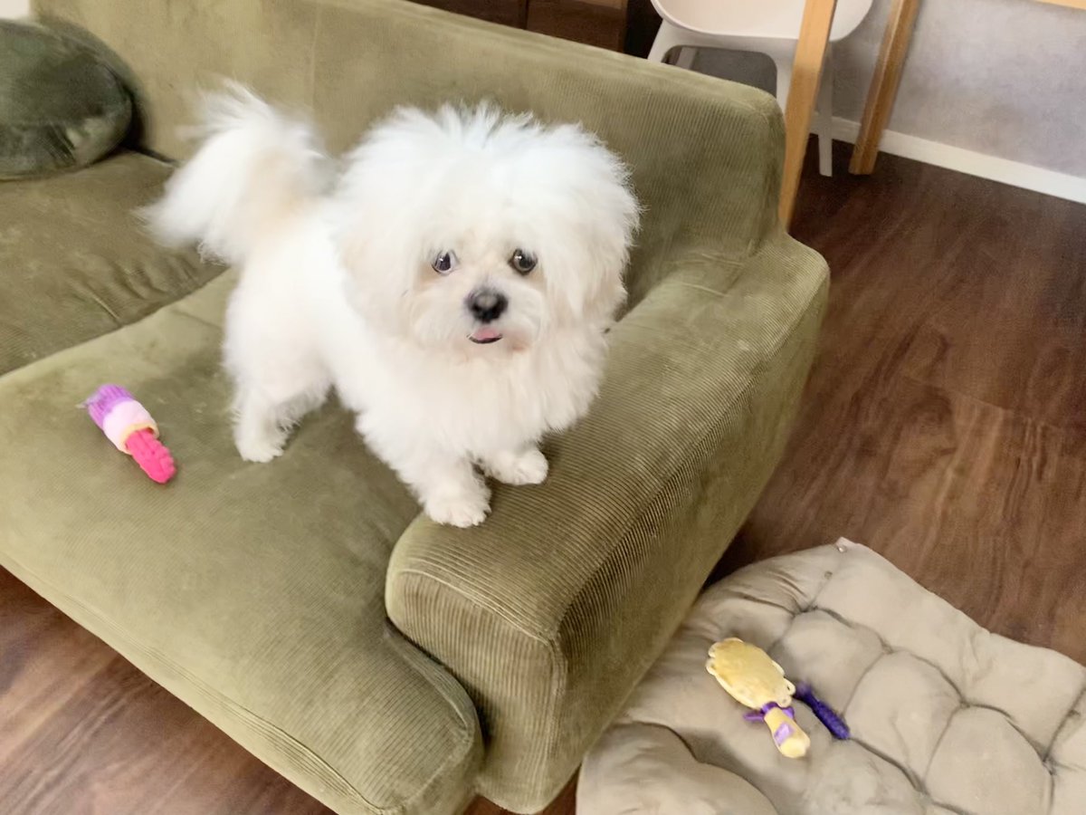 wamuuhm's tweet photo. 自分で落としておいてこの顔です

#doggybox #pr https://t.co/SOVNTDlUfF