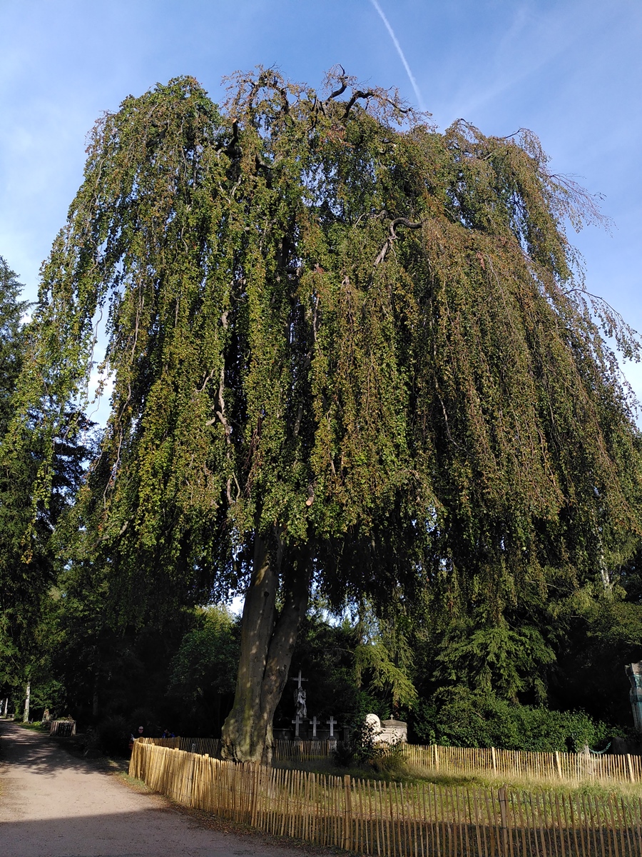 Was für Baumfans: die Datenbank "Rekordbäume" der Deutsche Dendrologische Gesellschaft: Schaut gleich mal, welche es da in Eurer Nähe so gibt: 
 ddg-web.de/rekordbaeume.h…
#Bäume