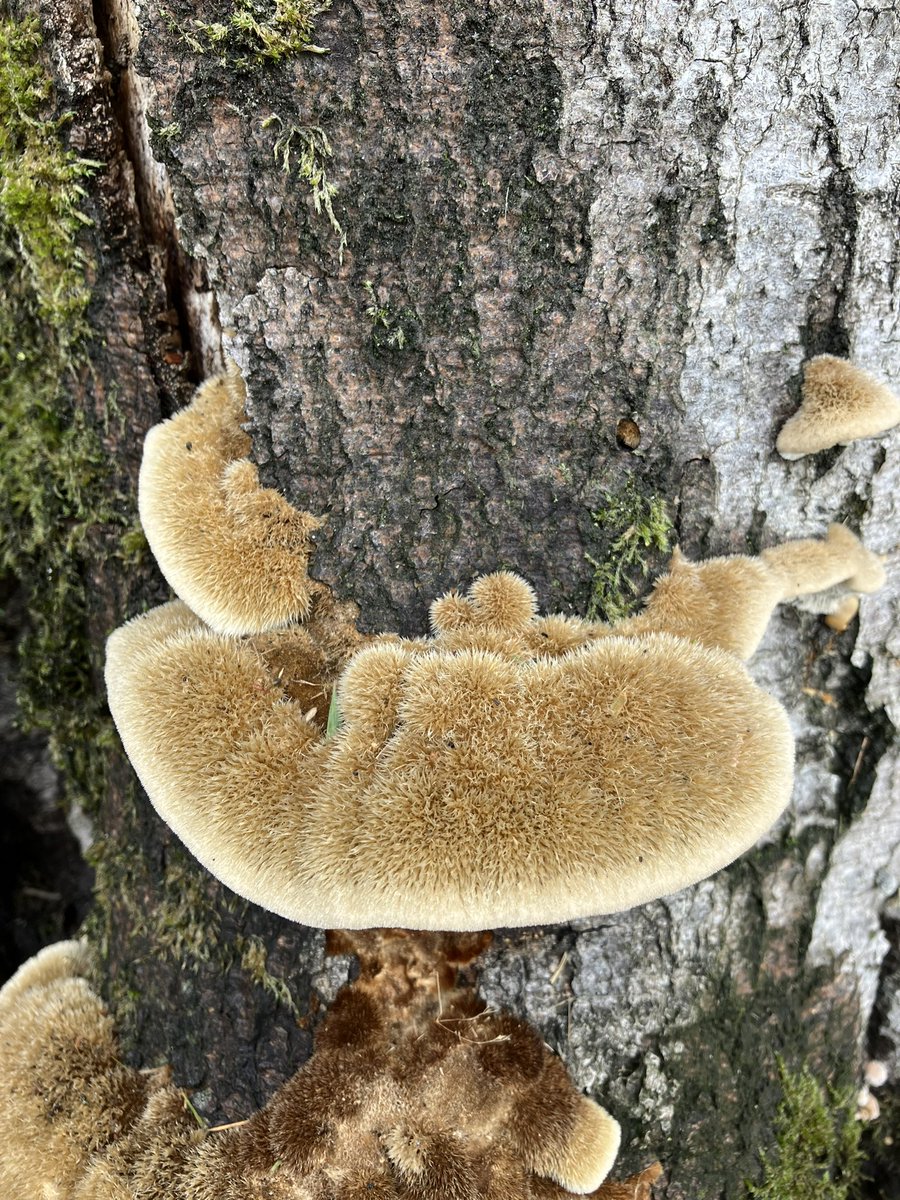 Nog nooit gezien.
ObsIdentify maakt er de #blekeborstelkurkzwam van.