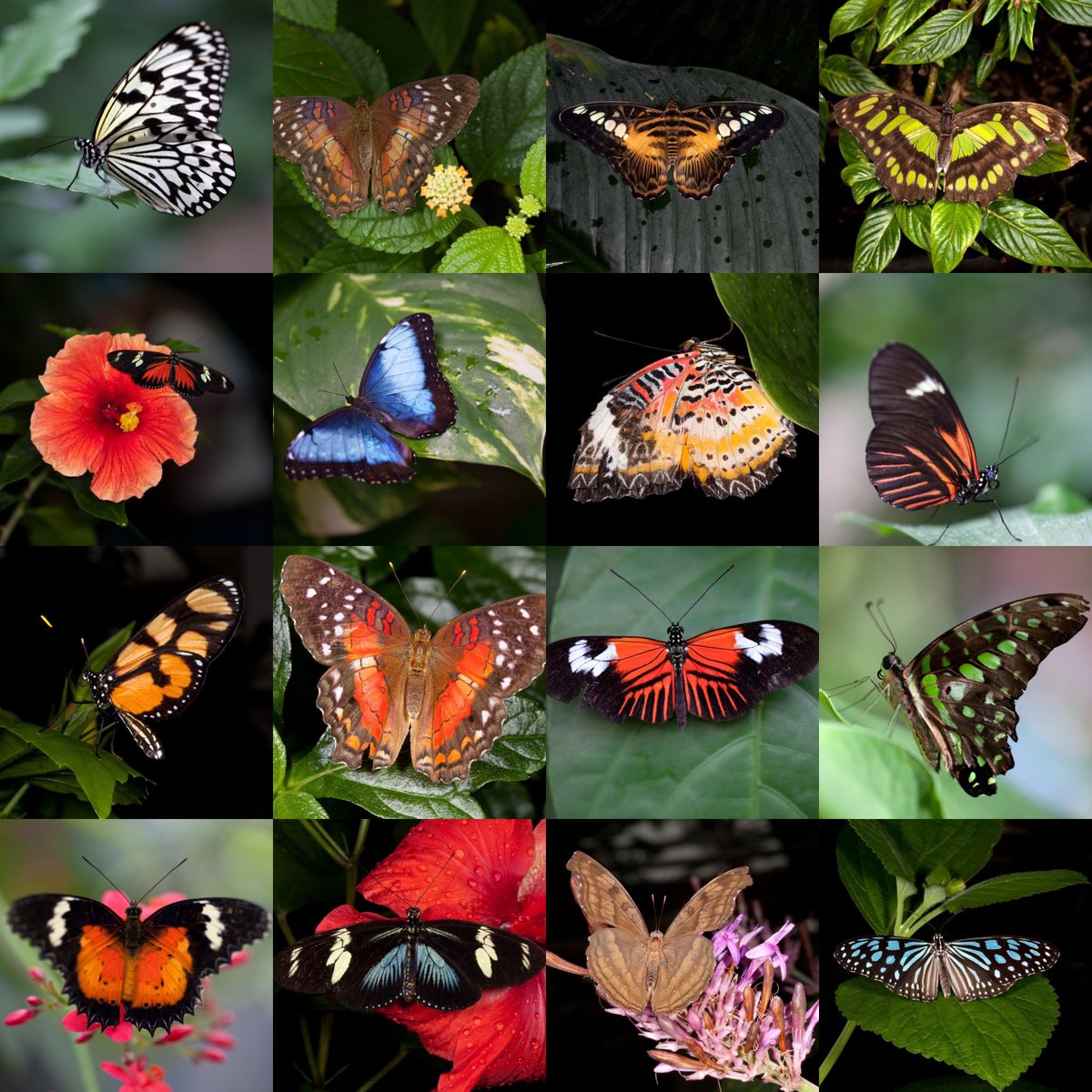 faelgaulds's tweet photo. @DailyPicTheme2 There is no #limit to the incredible beauty and variety of butterfly wings! #DailyPictureTheme #WestminsterButterflyPavilion https://t.co/FCDDauoz7e