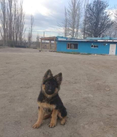 ElChubut tweet picture