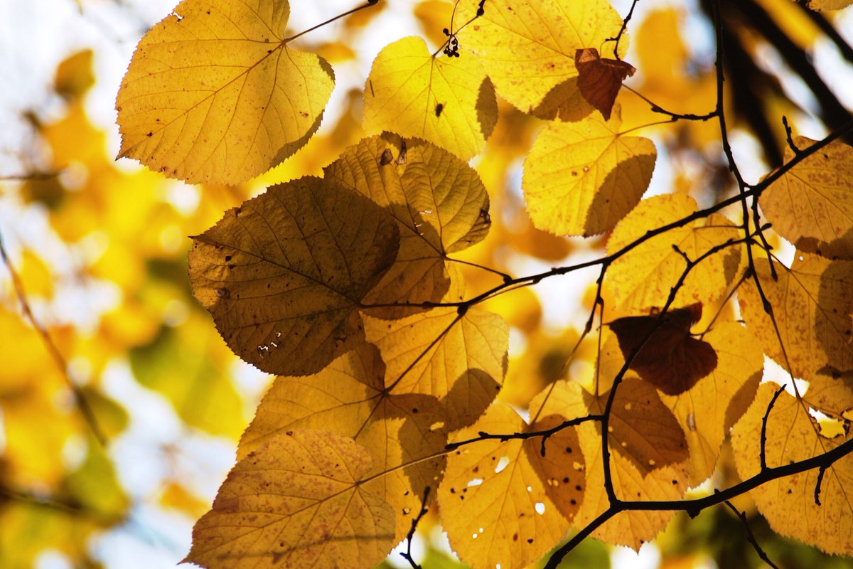 LyerlaAir's tweet photo. It's hard to believe summer's almost over, but we want to make sure you're ready for cooler weather! No matter the season, our HVAC professionals
are ready to help your system perform more efficiently while keeping you worry free! Contact us today!  https://t.co/ZIE5DPcklq https://t.co/OvuRs3Elu2